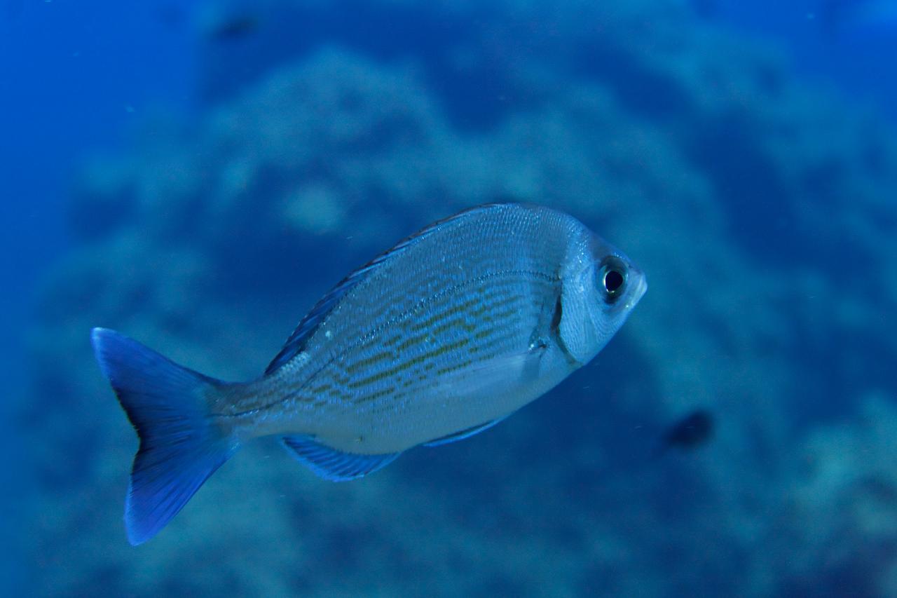 Spondyliosoma cantharus (Tanuta)